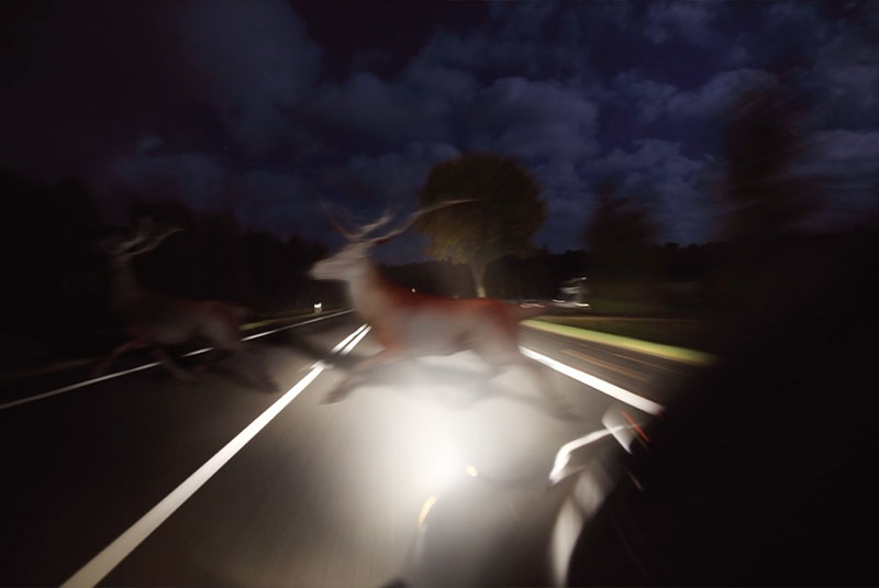 Zwei Rehe laufen in der Dämmerung über eine Straße. Sie werden von einem Autoscheinwerfer angeleuchtet. 