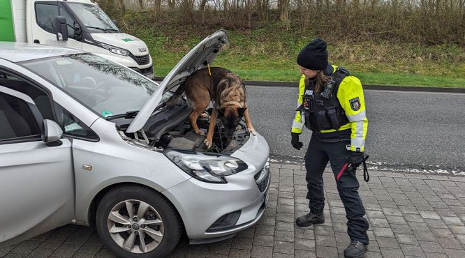 ein Betäubungsmittelspürhund sitzt im Motorraum eines Autos und sucht nach Drogen